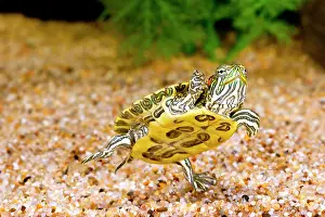 Chrysemys: Ornate Red Ear Turtle, Chrysemys scripta