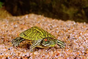 Chrysemys: Ornate Red Ear Turtle, Chrysemys scripta