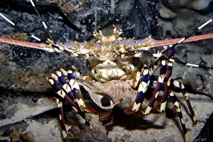 Lobsters: Ornate rock lobster