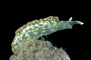 Ending: Ornate Sapsucking Slug