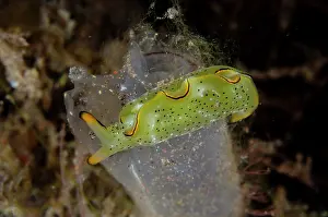 Line: Ornate Sapsucking Slug
