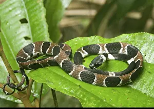 Dipsas: Ornate snail-eating snake
