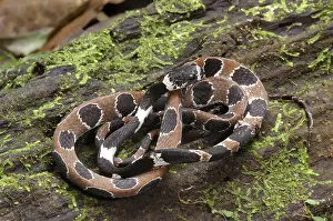 Amazonia: Ornate Snail-Eating Snake