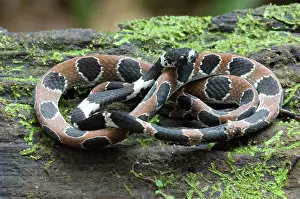 Dipsas: Ornate Snail-eating Snake (Dipsas catesbyi)