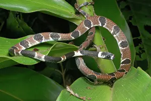 Colubridae: Ornate Snail-eating Snake (Dipsas catesbyi)