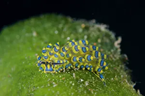 Cerata: Ornate Stiliger Nudibranch - Kubu, Tulamben, Karangasem Rege