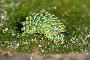Antennae: Ornate Stiliger Sea Slug