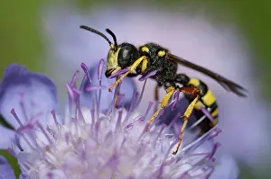 Gather: Ornate Tailed Digger Wasp (Cerceris rybyensis) female