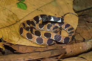 Dipsas: Ornate Thirst Snake