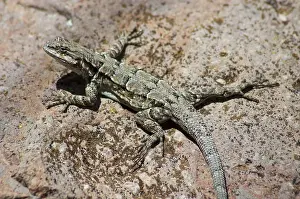 Ornatus: Ornate tree lizard