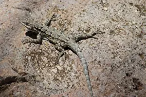 Ornatus: Ornate tree lizard