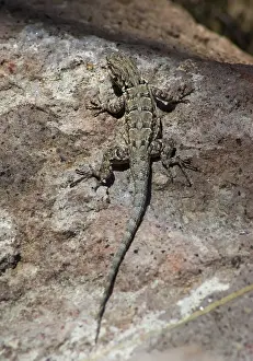 Ornatus: Ornate tree lizard