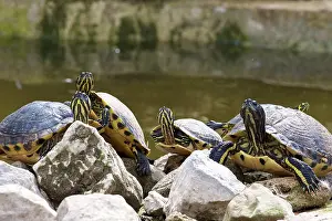 Turtles: Ornate turtles (auritus testudines), yellow striped