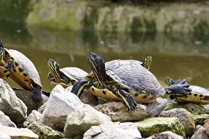 Turtles: Ornate turtles (auritus testudines), yellow striped