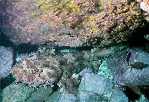 Orectolobus: Ornate Wobbygong Shark - under rock