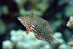 Beacon: Ornate Wrasse