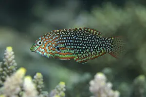 Timor: Ornate Wrasse - Dili Rock East dive site, Dili