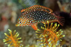 Ornatus: Ornate Wrasse - juvenile
