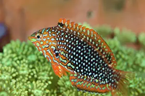 Ornatus: Ornate Wrasse - juvenile