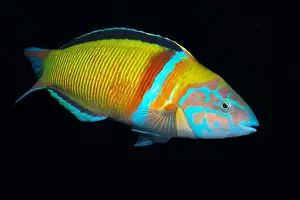 Syriacus: Ornate wrasse -male-(Thalassoma pavo), Tenerife