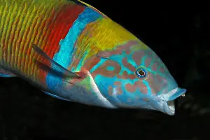 Syriacus: Ornate wrasse (Thalassoma pavo) male, Tenerife