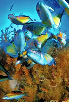 Syriacus: Ornate wrasse (Thalassoma pavo), Tenerife, Canary