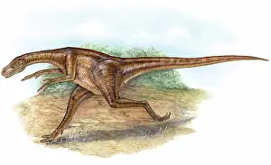 Reconstruction: Ornitholestes hermanni dinosaur