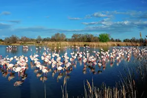 Created: the Ornithological park of Pont de Gau, created