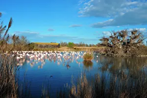 Created: the Ornithological park of Pont de Gau, created