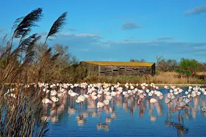 Blind: the Ornithological park of Pont de Gau, created