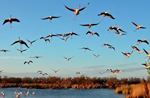 Created: the Ornithological park of Pont de Gau, created