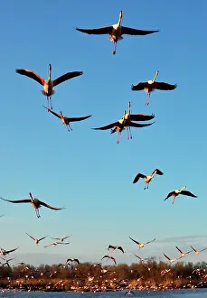 Created: the Ornithological park of Pont de Gau, created