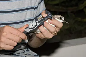 Handler: Ornithologist measuring bird caught in mist net