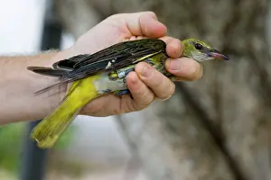 Release: Ornithologist ready to release ringed bird at A