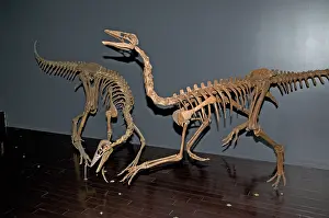 Fossilized: Ornithomimus Skeletons