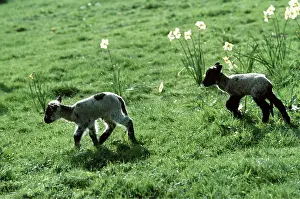 Ardea London: ORPHAN LAMBS - in field