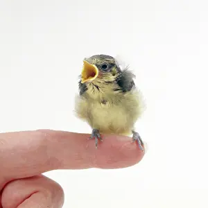 Orphaned: Orphaned Blue TIT