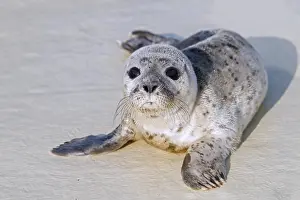 Harbour: Orphaned common seal, harbour seal (Phoca vitulina)