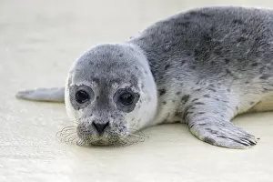 Harbour: Orphaned common seal, harbour seal (Phoca vitulina)