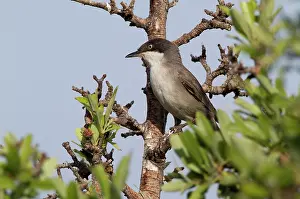 Hortensis: Orphean Warbler