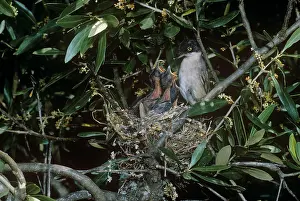 Gillean White: Orphean Warbler - feeding chicksSat nest