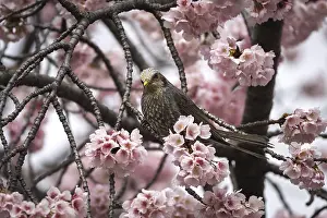 Cities: Orpheus bulbul (Hypsipetes amaurotis)
