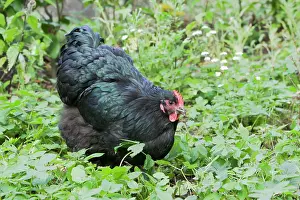 Orpington: Orpington Black - Domestic chicken breed
