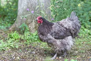 Orpington: Orpington Black - Domestic chicken breed