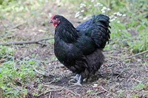 Orpington: Orpington Black - Domestic chicken breed