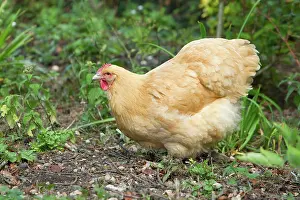 Orpington: Orpington Buff - Domestic chicken breed