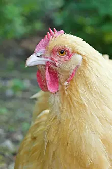 Orpington: Orpington Buff - Domestic chicken breed