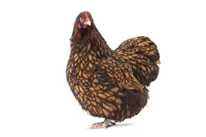 Orpington: Orpington Chicken Hen