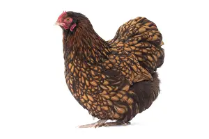 Orpington: Orpington Chicken Hen