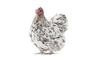 Orpington: Orpington Chicken Hen
